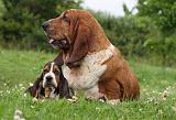 BASSET HOUND 030